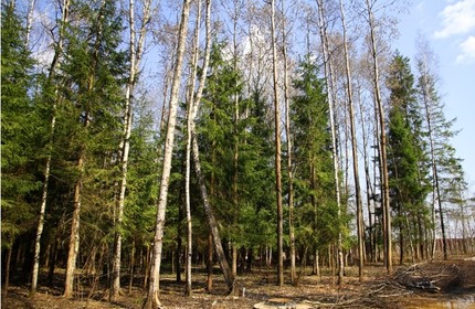 поселок Истринский лес